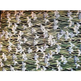 Furoshiki - arany írisz