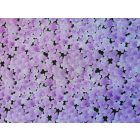 Furoshiki - lila sakura