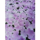 Furoshiki - lila sakura